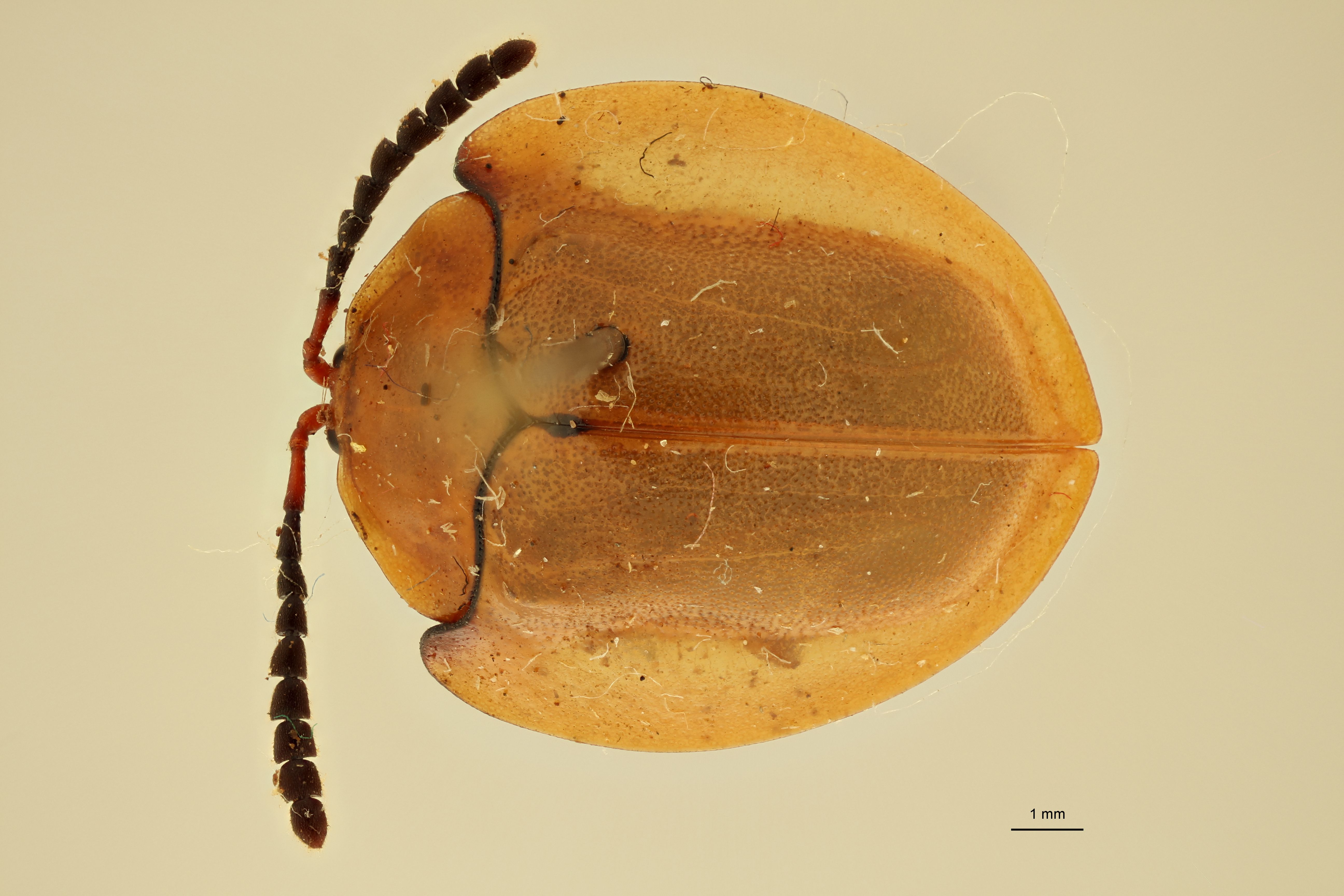 Paraselenis saltaensis ht D