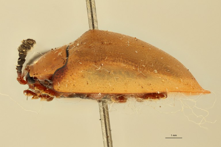 Paraselenis saltaensis ht L Paraselenis saltaensis ht L