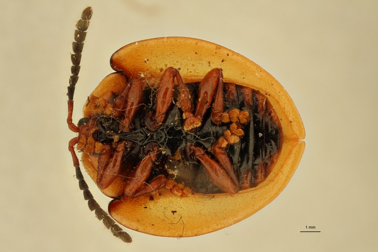 Paraselenis saltaensis ht V Paraselenis saltaensis ht V