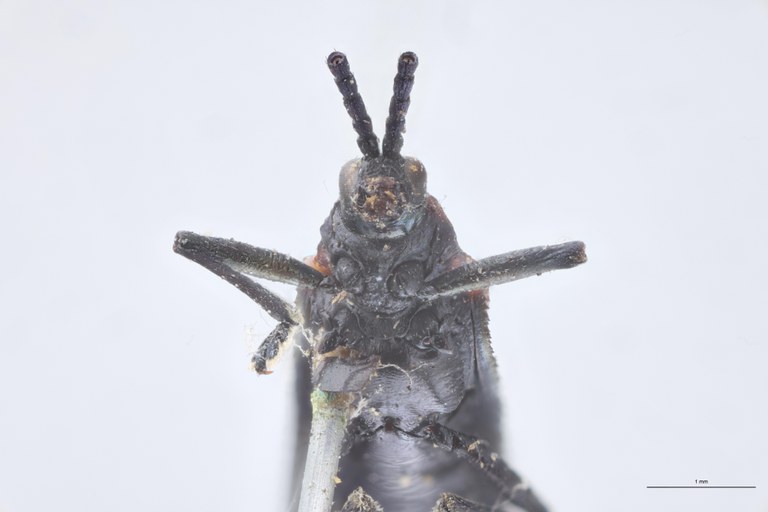 Pentispa chevrolati fastidiosa St F-V.jpg