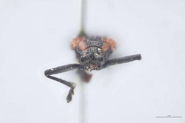 Pentispa chevrolati fastidiosa St F.jpg