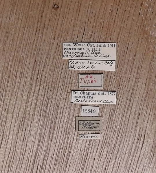 Pentispa chevrolati fastidiosa et Labels.jpg Pentispa chevrolati fastidiosa et Labels.jpg