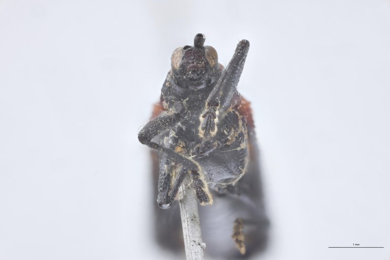 Pentispa chevrolati fastidiosa St F-V.jpg