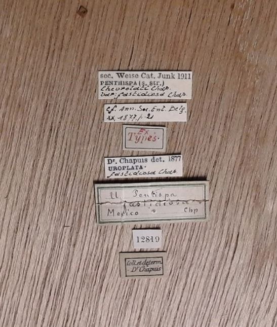 Pentispa chevrolati fastidiosa et Labels.jpg Pentispa chevrolati fastidiosa et Labels.jpg
