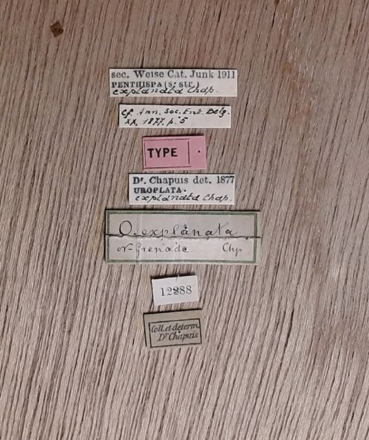 Pentispa explanata t Labels.jpg