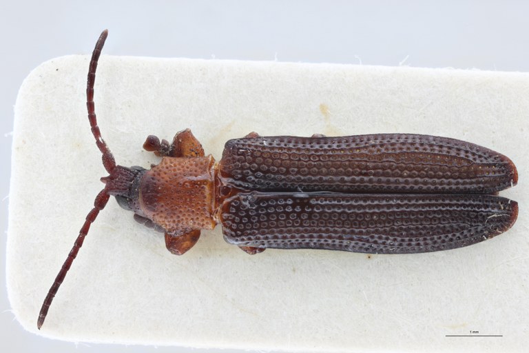 Plesispa reichei T D.jpg