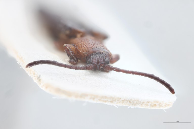 Plesispa reichei T F.jpg