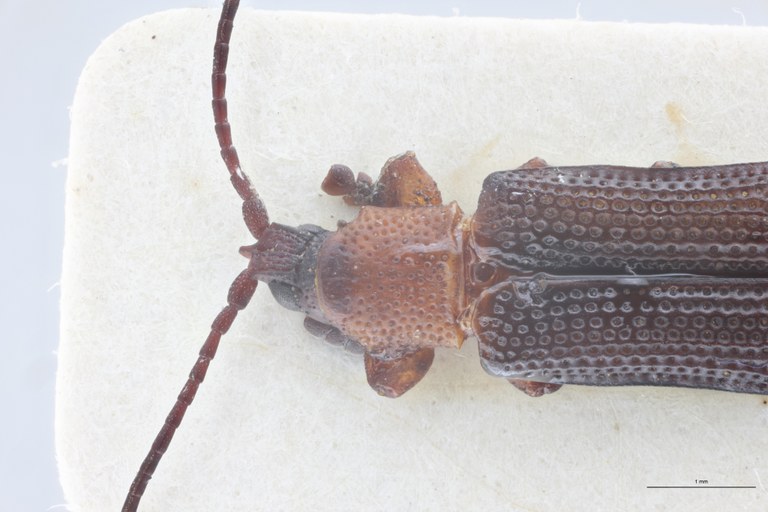 Plesispa reichei T Head-Close-Up.jpg