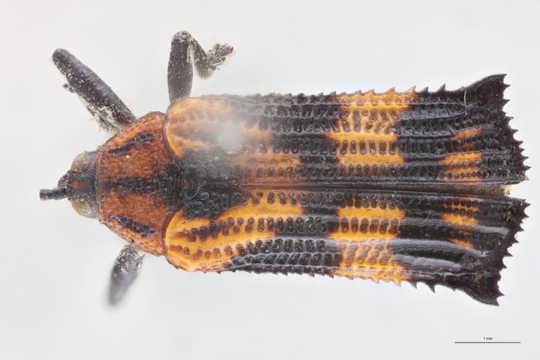 Probaenia crenata nigripes Ex-T D.jpg