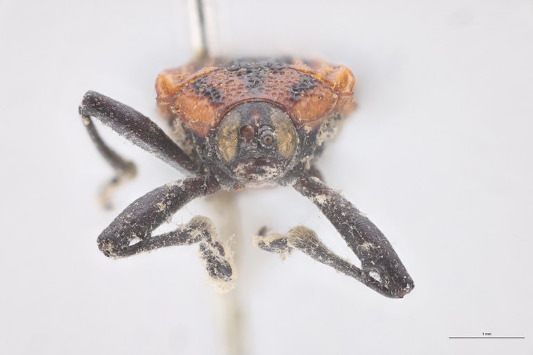 Probaenia crenata nigripes Ex-T F.jpg