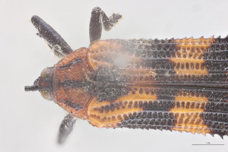 Probaenia crenata nigripes Ex-T Head-Close-Up.jpg