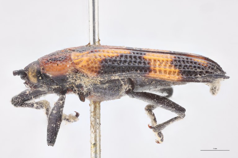 Probaenia crenata nigripes Ex-T L.jpg