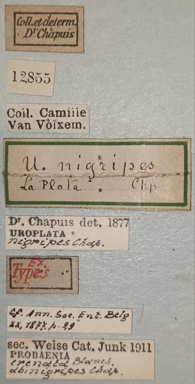 Probaenia crenata nigripes Ex-T Labels.jpg