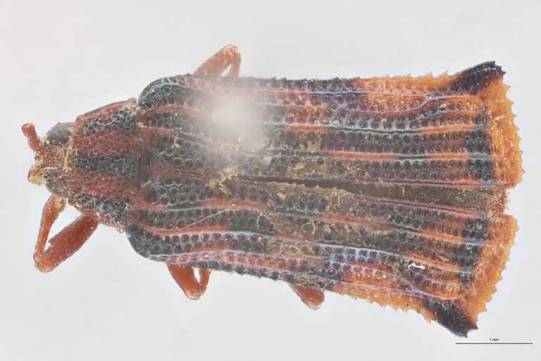 Probaenia decipiens T D.jpg