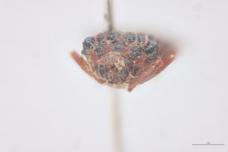 Probaenia decipiens T F.jpg