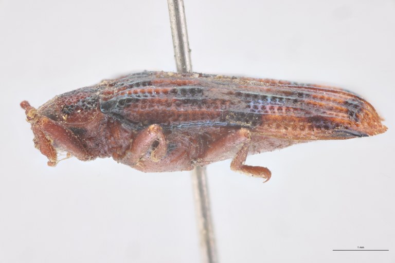 Probaenia decipiens T L.jpg