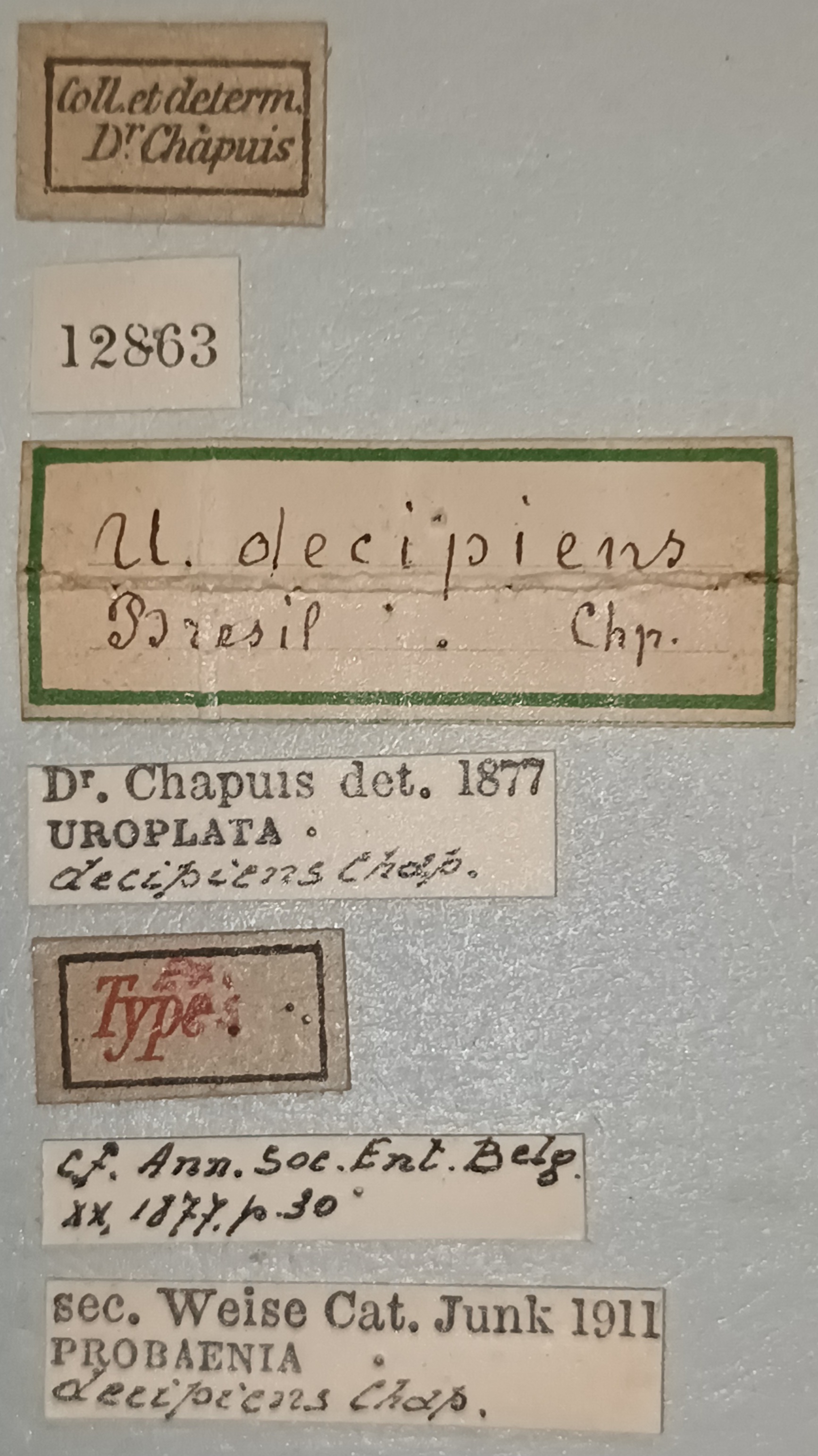Probaenia decipiens T Labels.jpg