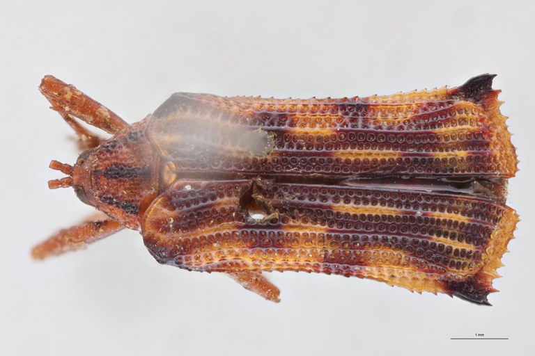 Probaenia nobilis Ex-T D.jpg