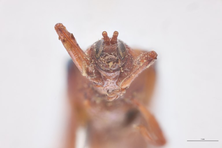 Probaenia nobilis Ex-T F-V.jpg