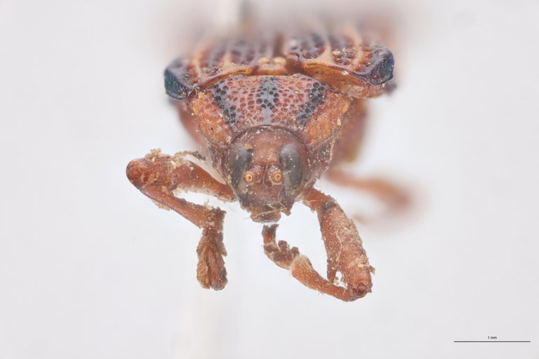 Probaenia nobilis Ex-T F.jpg