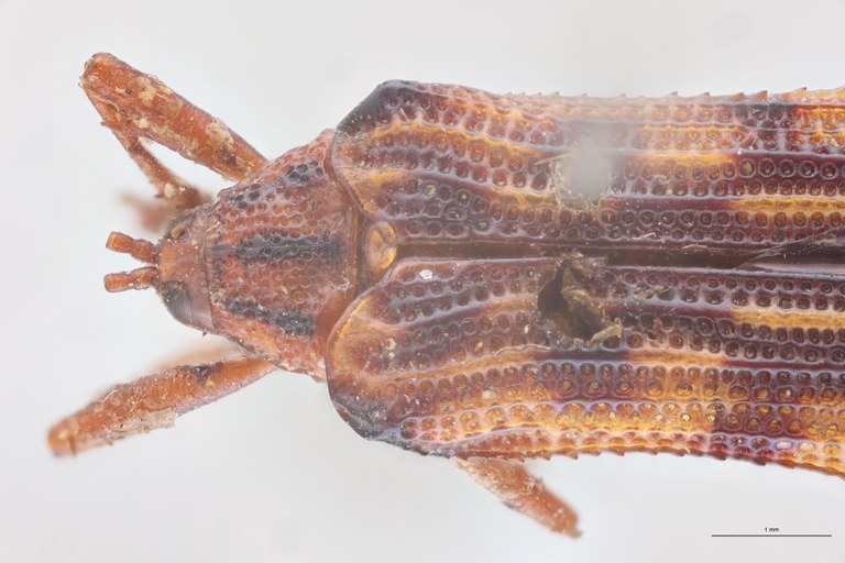 Probaenia nobilis Ex-T Head-Close-Up.jpg