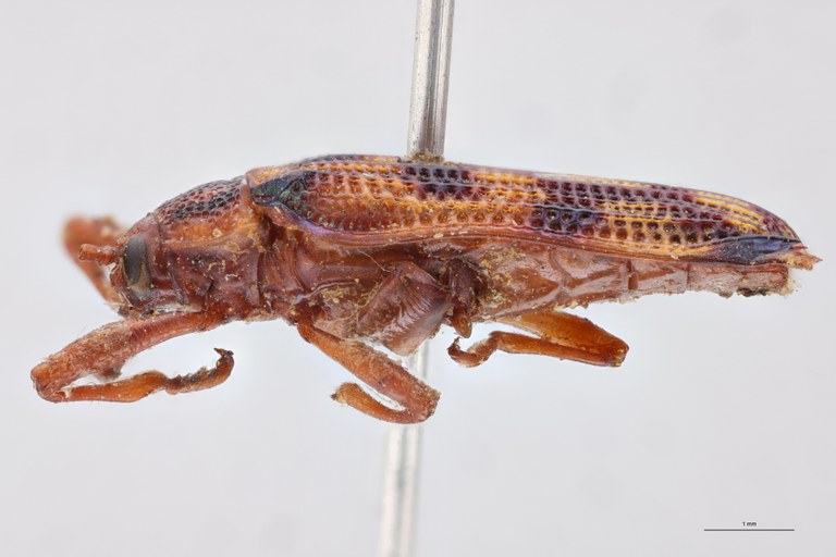 Probaenia nobilis Ex-T L.jpg