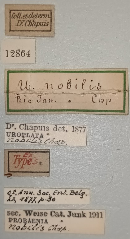 Probaenia nobilis Ex-T Labels.jpg