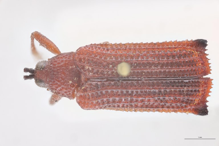 Probaenia rubida T D.jpg