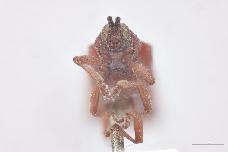 Probaenia rubida T F-V.jpg