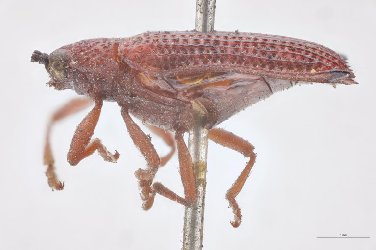 Probaenia rubida T L.jpg