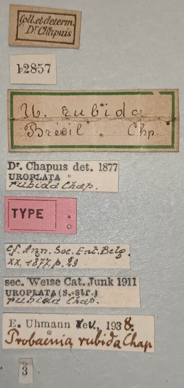 Probaenia rubida T Labels.jpg