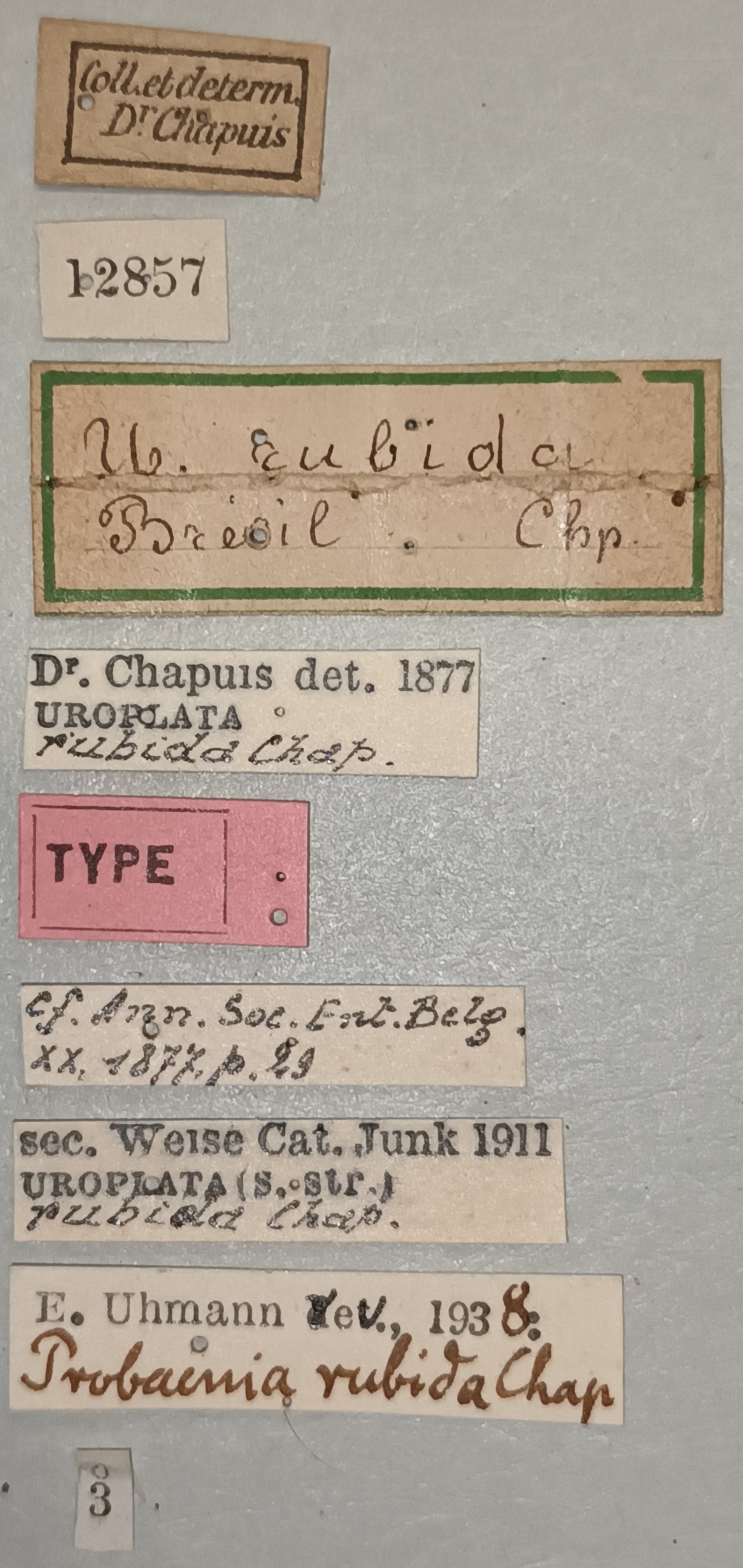 Probaenia rubida T Labels.jpg