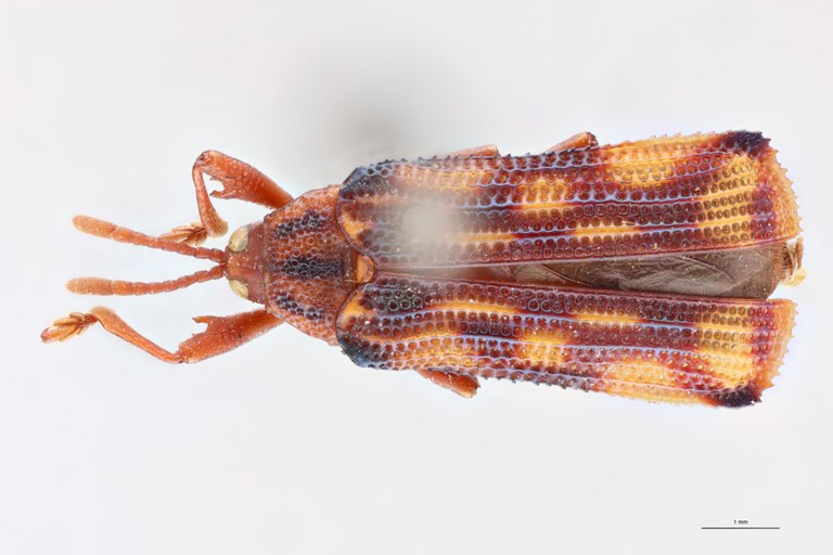 Probaenia venusta Ex-T D.jpg