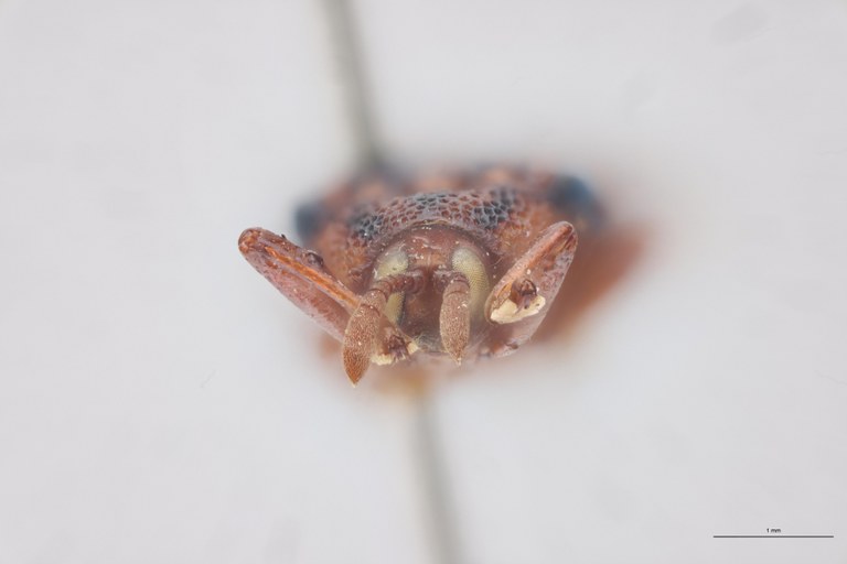 Probaenia venusta Ex-T F.jpg