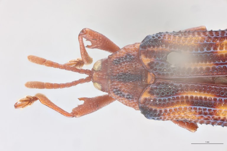 Probaenia venusta Ex-T Head-Close-Up.jpg