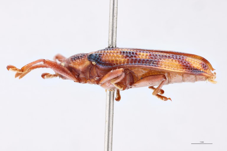 Probaenia venusta Ex-T L.jpg