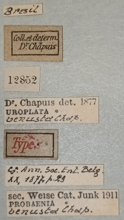 Probaenia venusta Ex-T Labels.jpg