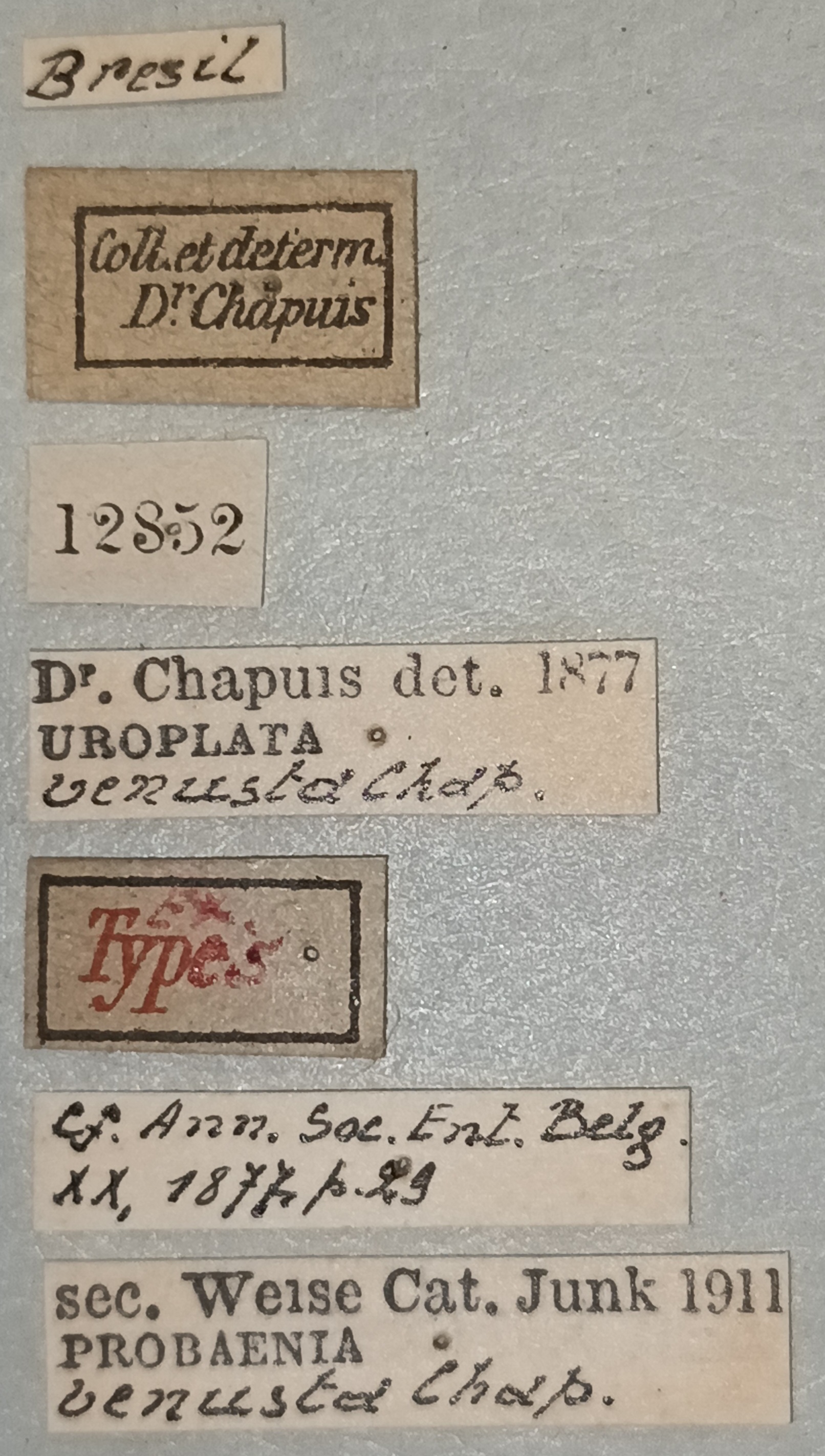 Probaenia venusta Ex-T Labels.jpg