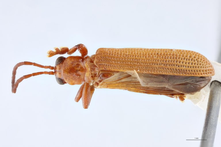 Promecotheca cumingi Ex-T D.jpg