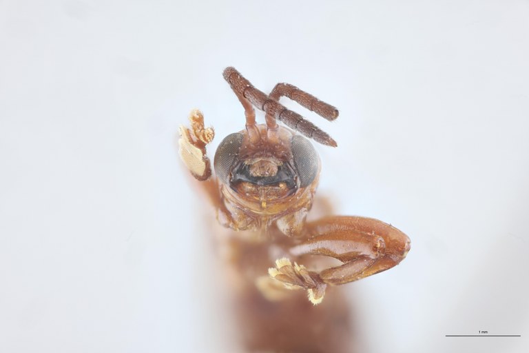 Promecotheca cumingi Ex-T F-V.jpg