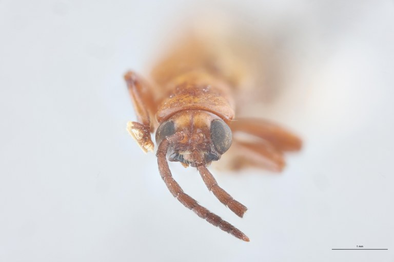 Promecotheca cumingi Ex-T F.jpg