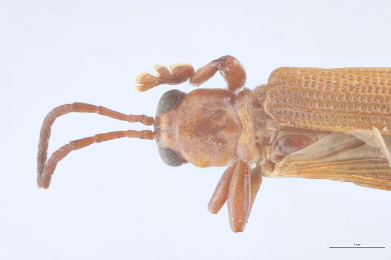 Promecotheca cumingi Ex-T Head-Close-Up.jpg