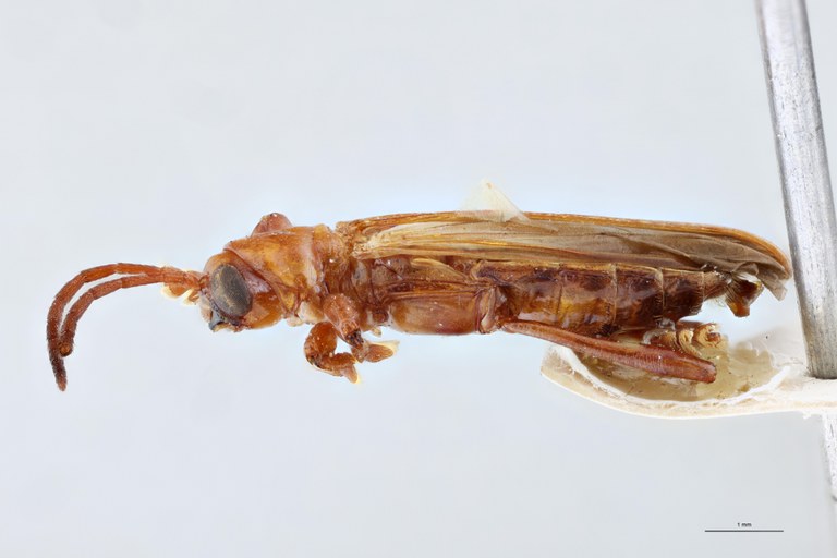 Promecotheca cumingi Ex-T L.jpg