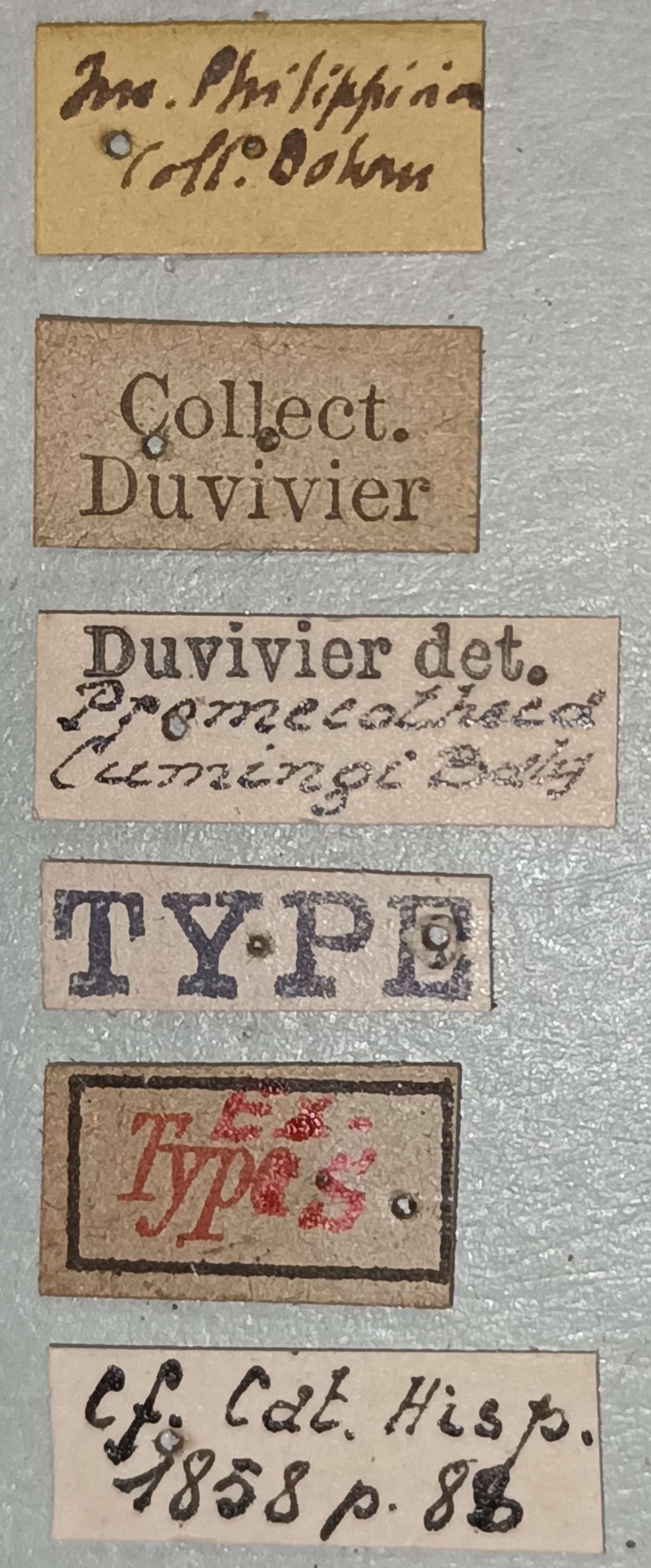 Promecotheca cumingi Ex-T Labels.jpg