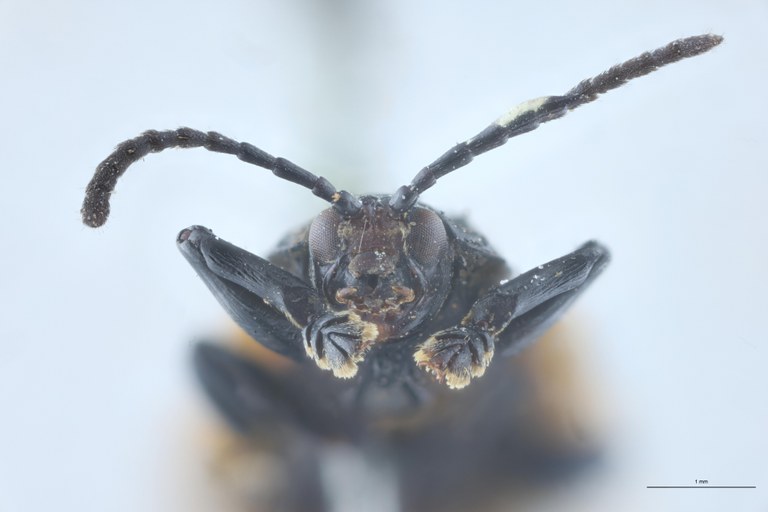 Prosopodonta devillei T F-V.jpg