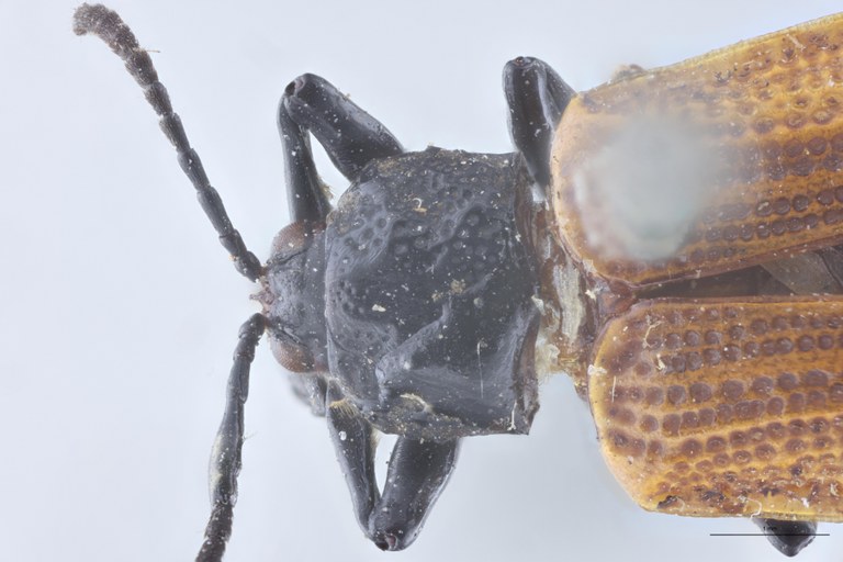 Prosopodonta devillei T Head-Close-Up.jpg