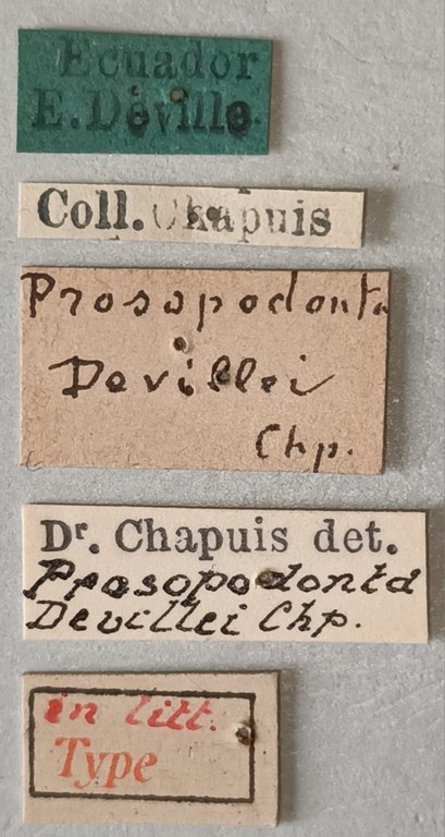 Prosopodonta devillei T Labels.jpg