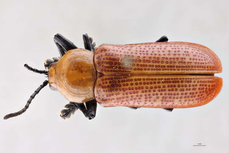 Prosopodonta sulphuricollis Pt D.jpg