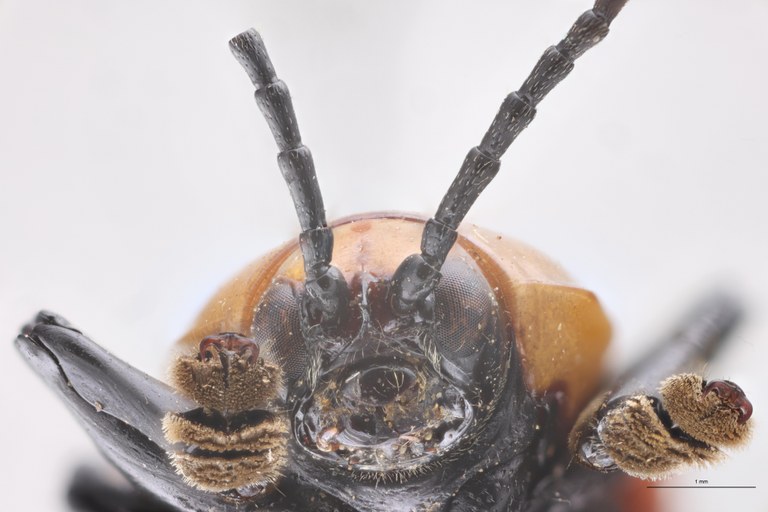 Prosopodonta sulphuricollis Pt F-V.jpg