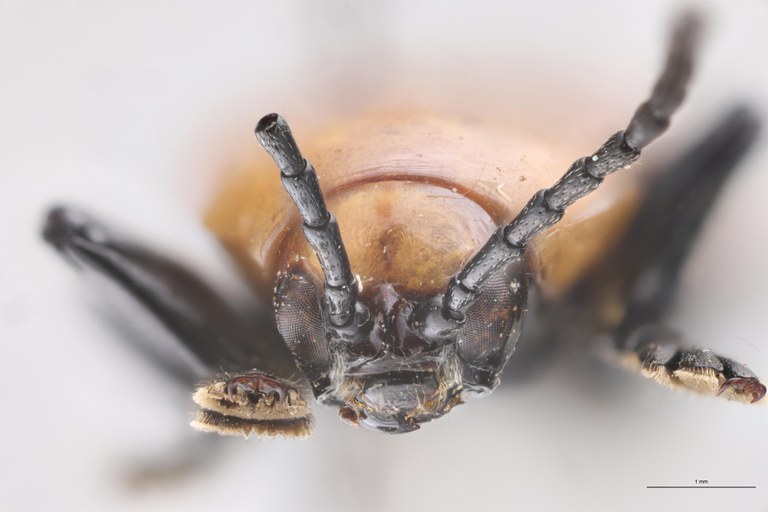 Prosopodonta sulphuricollis Pt F.jpg